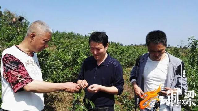 花椒植保用上無人機