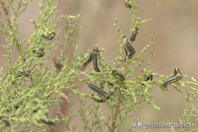 植保無(wú)人機(jī)防治公益林病蟲(chóng)害