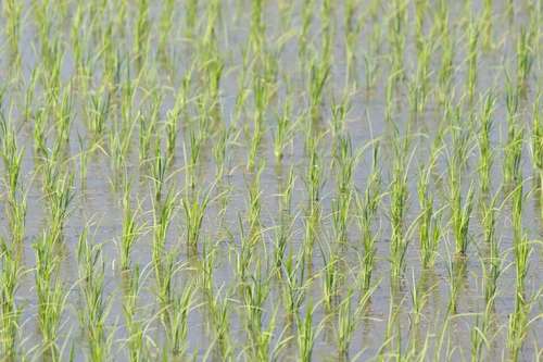 無人機(jī)水稻移栽田的除草方法