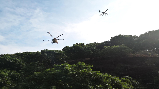 廣東東莞大屏嶂森林公園荔枝樹防蟲