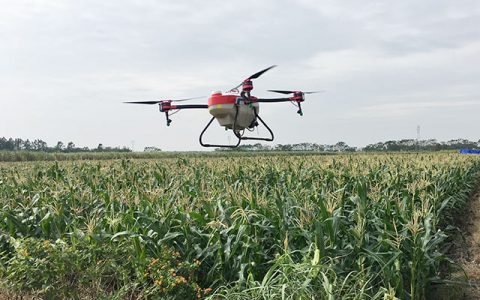 湛江遂溪玉米植保用上無人機