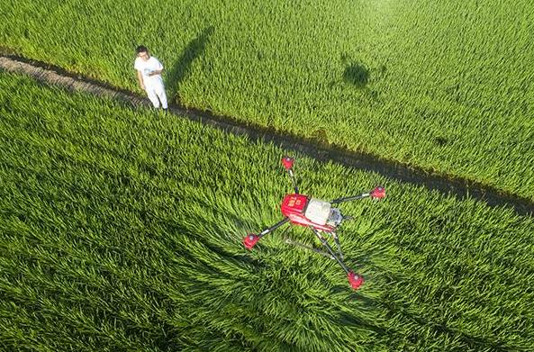 在無人機(jī)艙內(nèi)注滿農(nóng)藥，然后在手機(jī)上選定噴藥區(qū)域，最后輕輕點下手機(jī)屏幕就搞定了