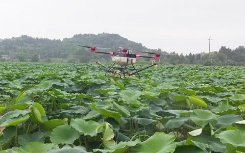 四川安岳：植保無人機(jī)飛進(jìn)蓮田噴灑農(nóng)藥