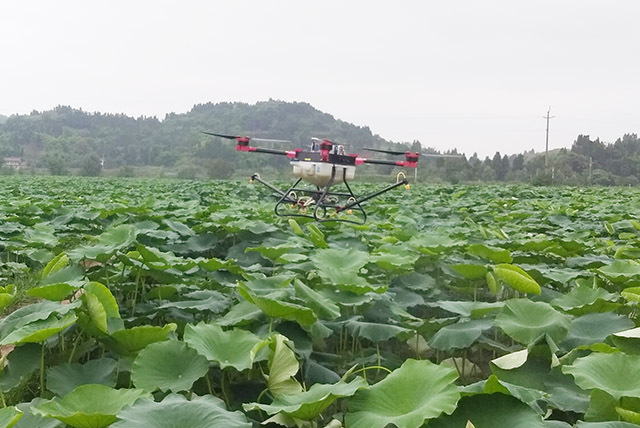 四川安岳：植保無人機(jī)飛進(jìn)蓮田噴灑農(nóng)藥