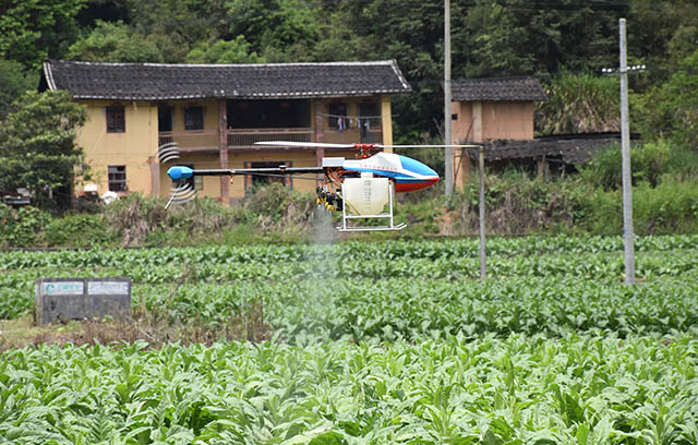 只見(jiàn)植保無(wú)人機(jī)在技術(shù)人員的操控下緩緩升起，在距煙田2米左右的上空往返飛行