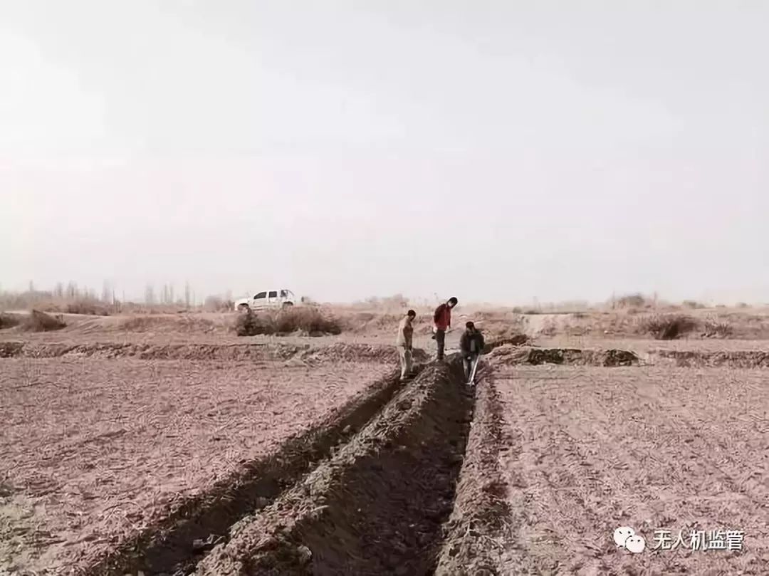 極飛在新疆的棉花地