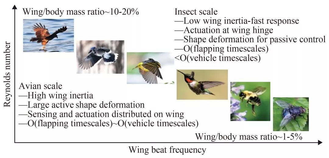撲翼仿生飛行器發(fā)展進展
