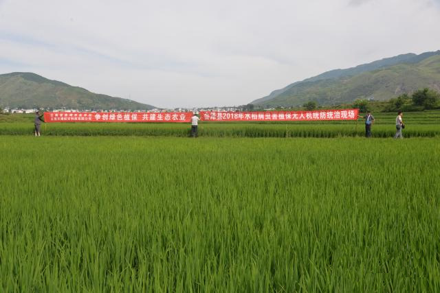 植保無人機運用于農(nóng)作物病蟲害統(tǒng)防統(tǒng)治是我縣今后植保工作中的一項重點推廣的科技措施