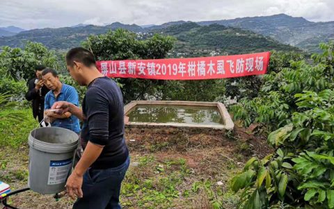 柑橘木虱的“克星”——植保無人機