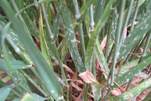 植保無人機(jī)防治小麥白粉病