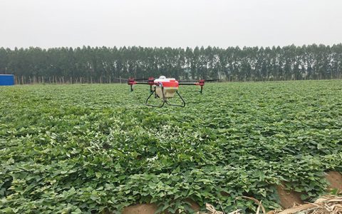 湛江：植保無人機(jī)紅薯地噴灑農(nóng)藥防治蟲害