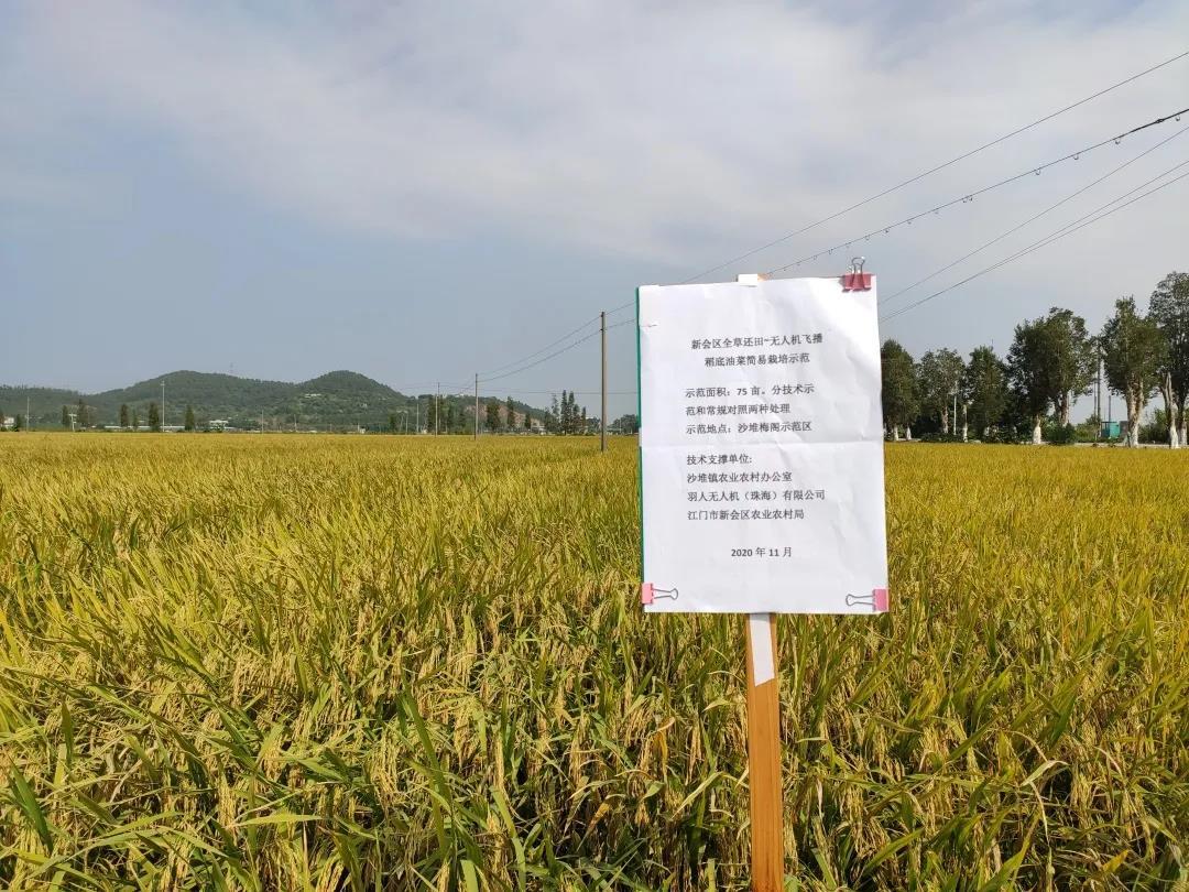 解鎖新技能！珠海羽人無人機廣東新會飛播稻底油菜