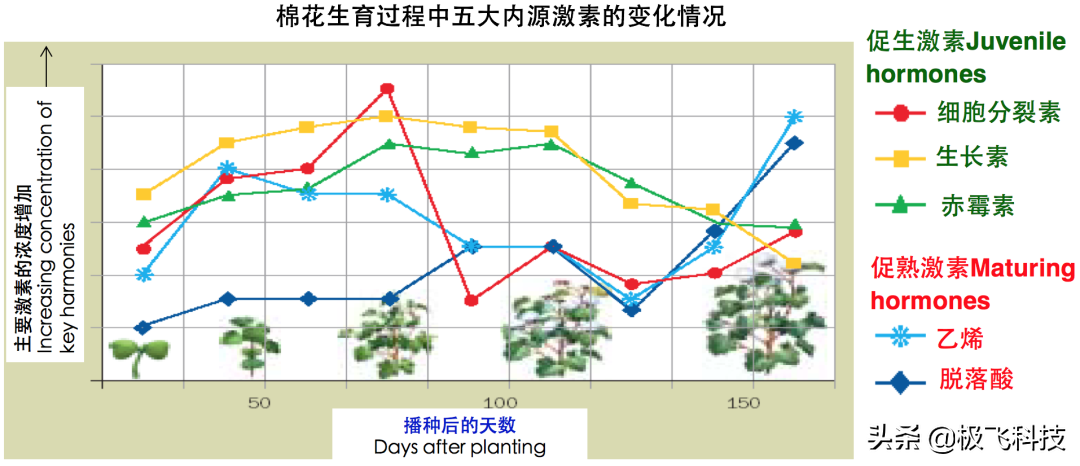 提高脫葉效果的 5 個(gè)施藥要點(diǎn)