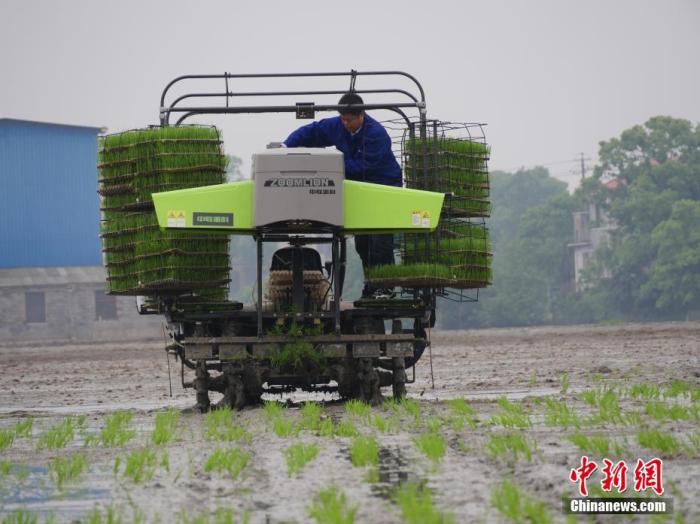 探訪湖南首個無人農(nóng)場：農(nóng)人一鍵拋秧 無人機精準施肥